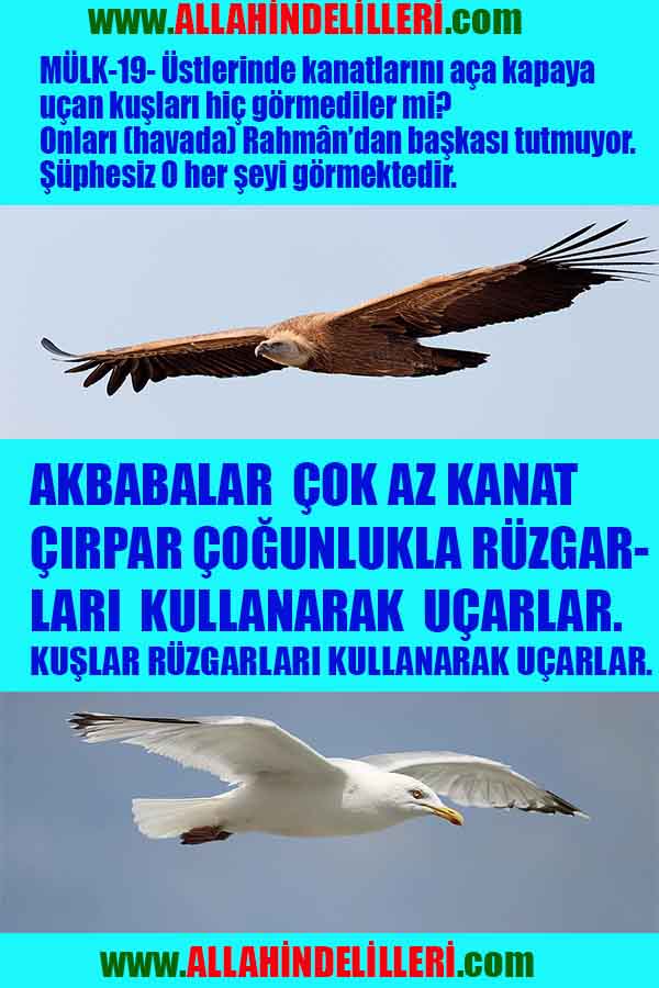 Allahin varlığının delilleri nelerdir?, allahin delilleri, allah in delilleri, allah-delilleri, allah var, #allah